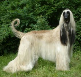 how many puppies are born in a afghan hound litter